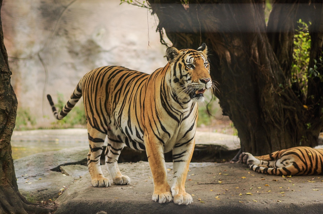 Tigers in a zoo