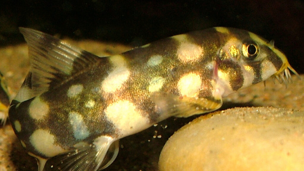 A Polka Dot Loach