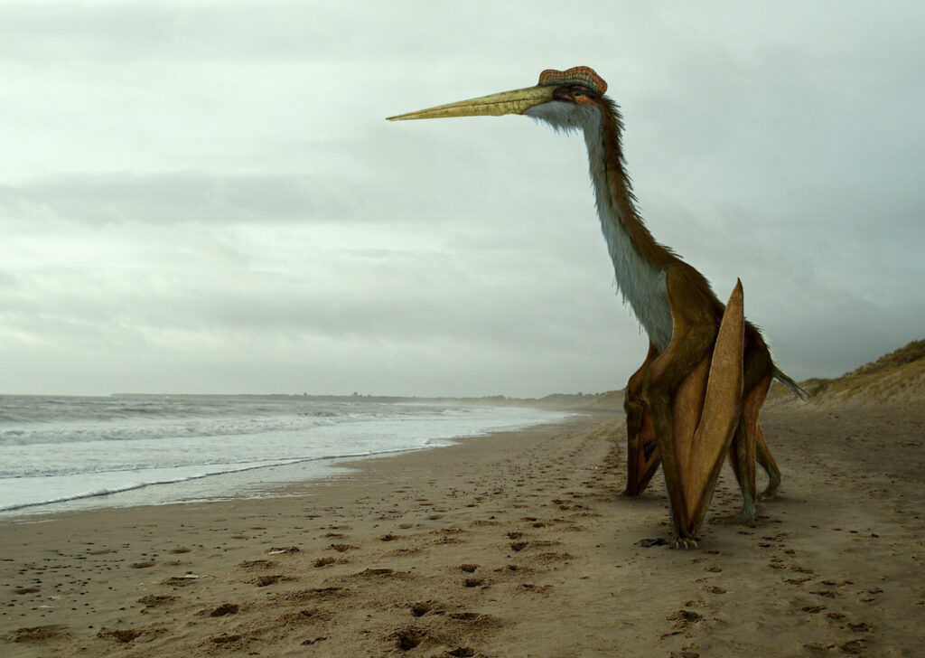 Quetzalcoatlus_by_johnson_mortimer-d9n2d3a-2