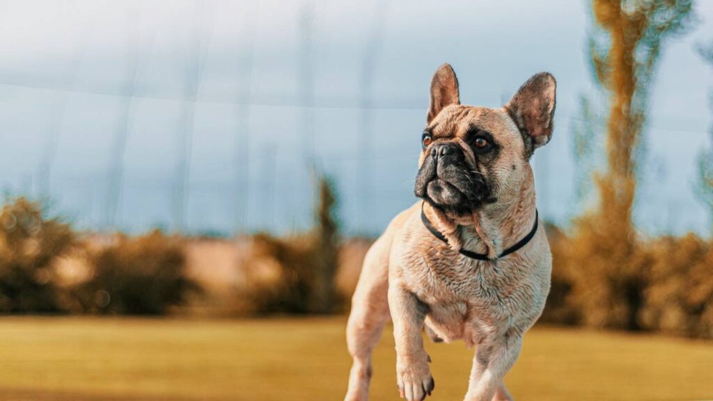 French Bulldog
