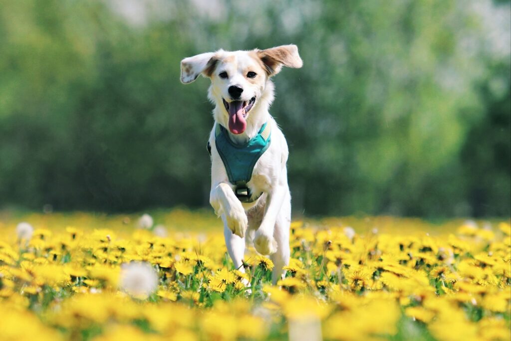 Happy Dog