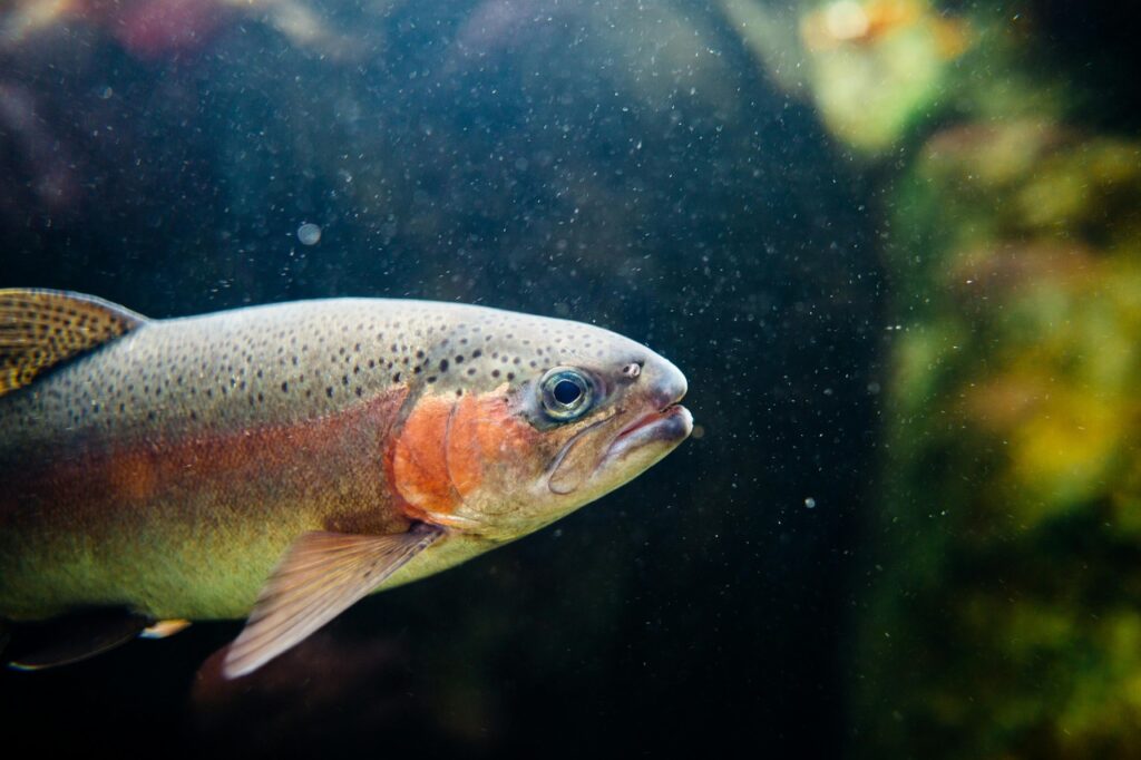 Rainboww trout