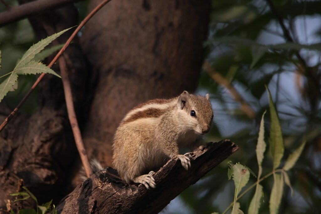 Chipmunk