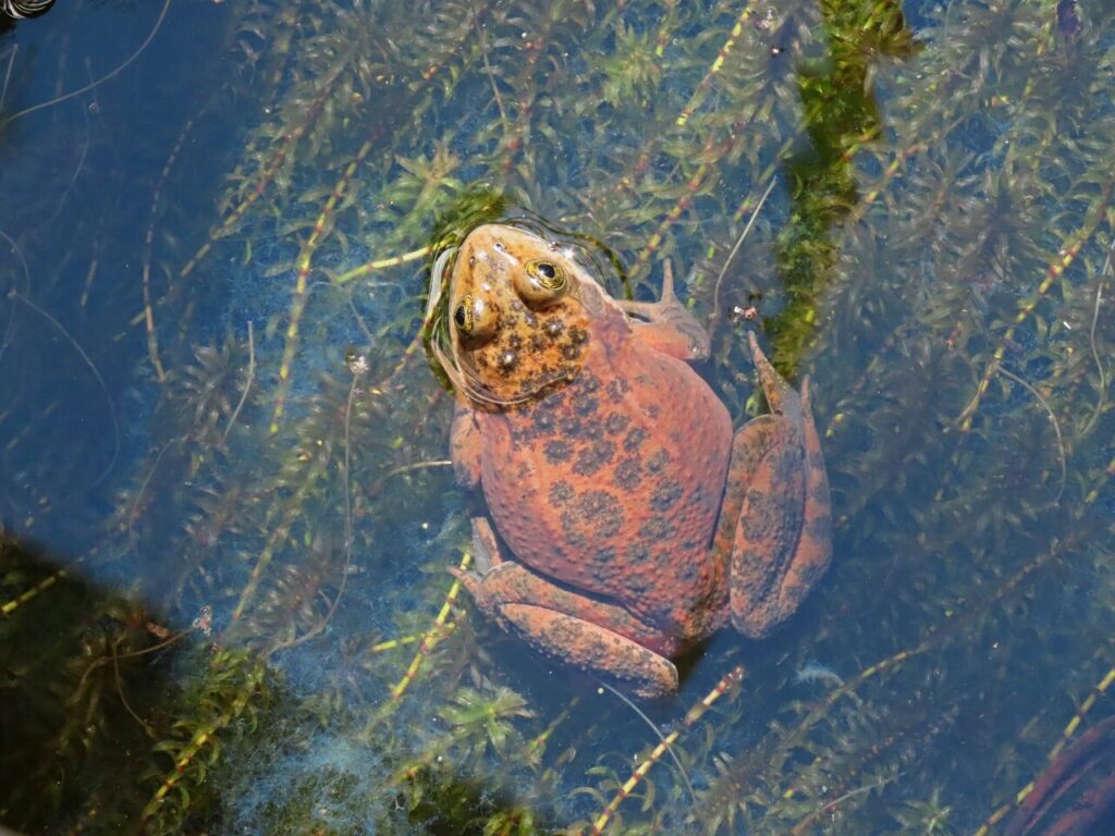 Oregon spotted frog