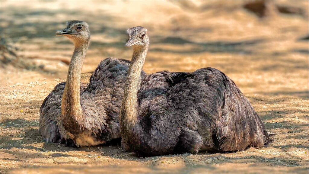 A pair of Ostrich