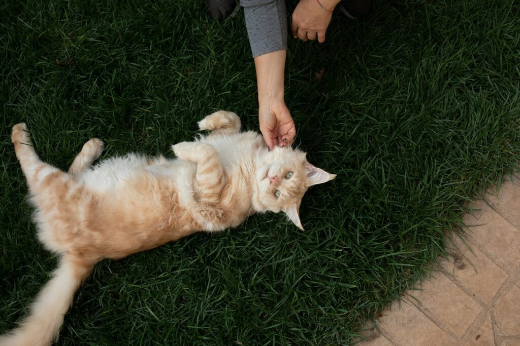 Cat Showing Belly