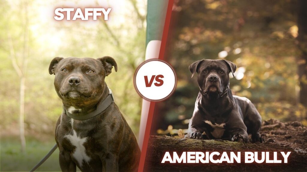 staffy vs bully