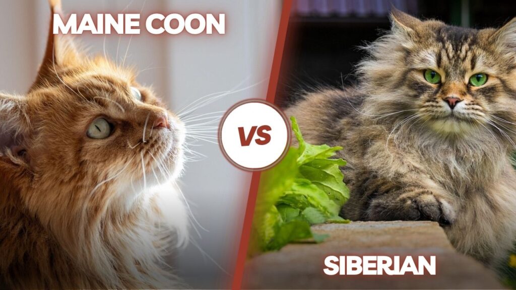 maine coon vs siberian