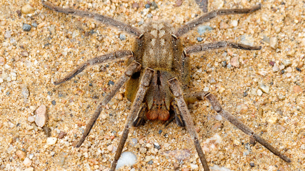 A Brazilian Wandering Spider