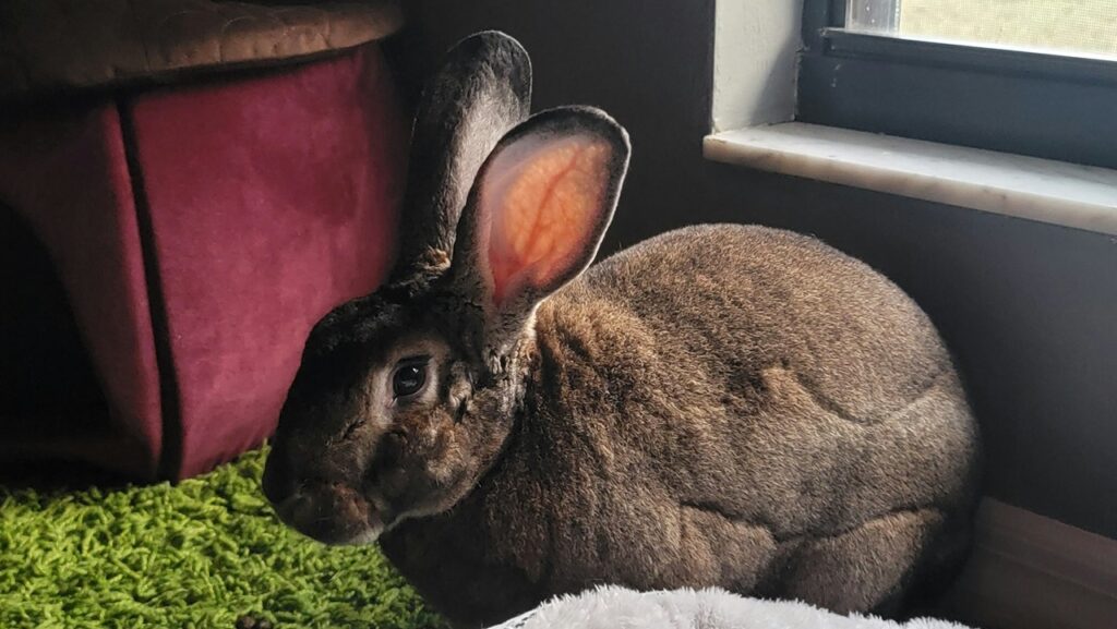 Rabbit