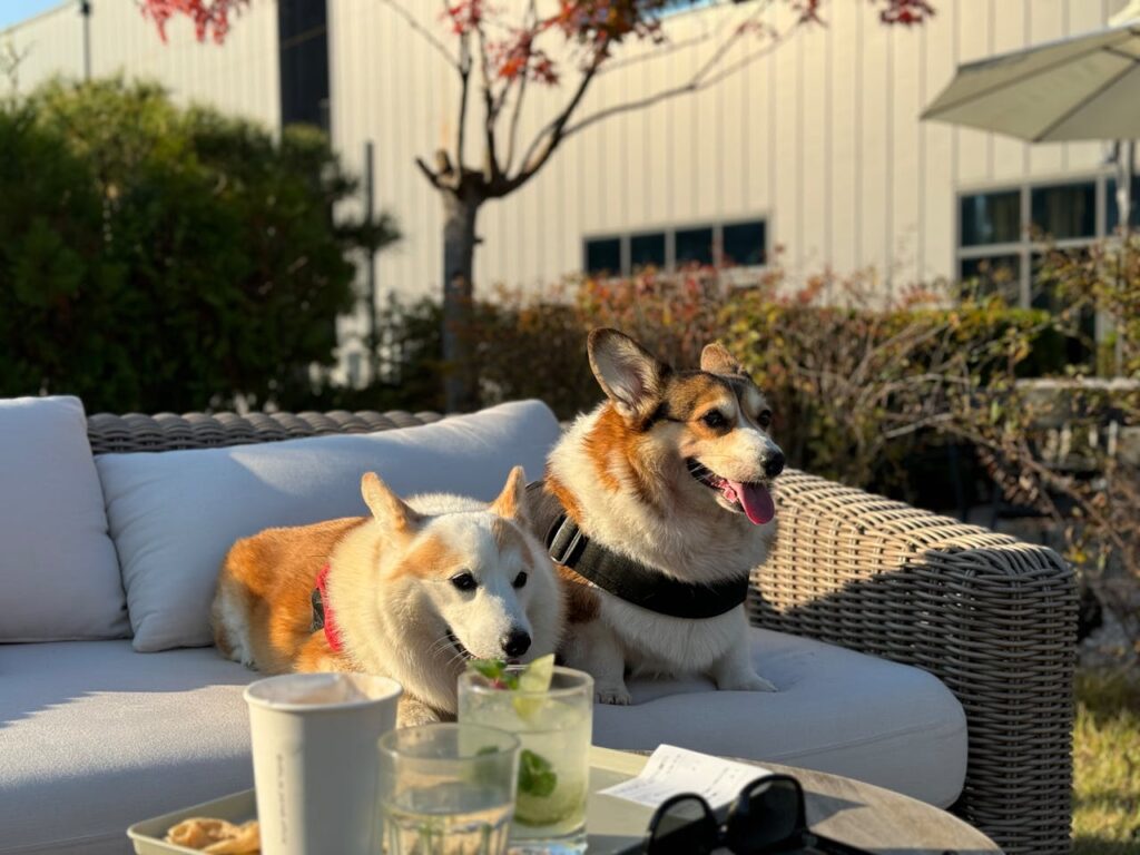 Dog patio