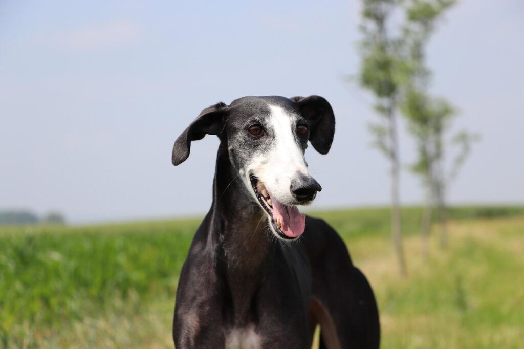 Spanish Greyhound