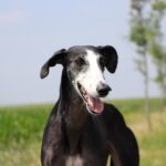 Spanish Greyhound