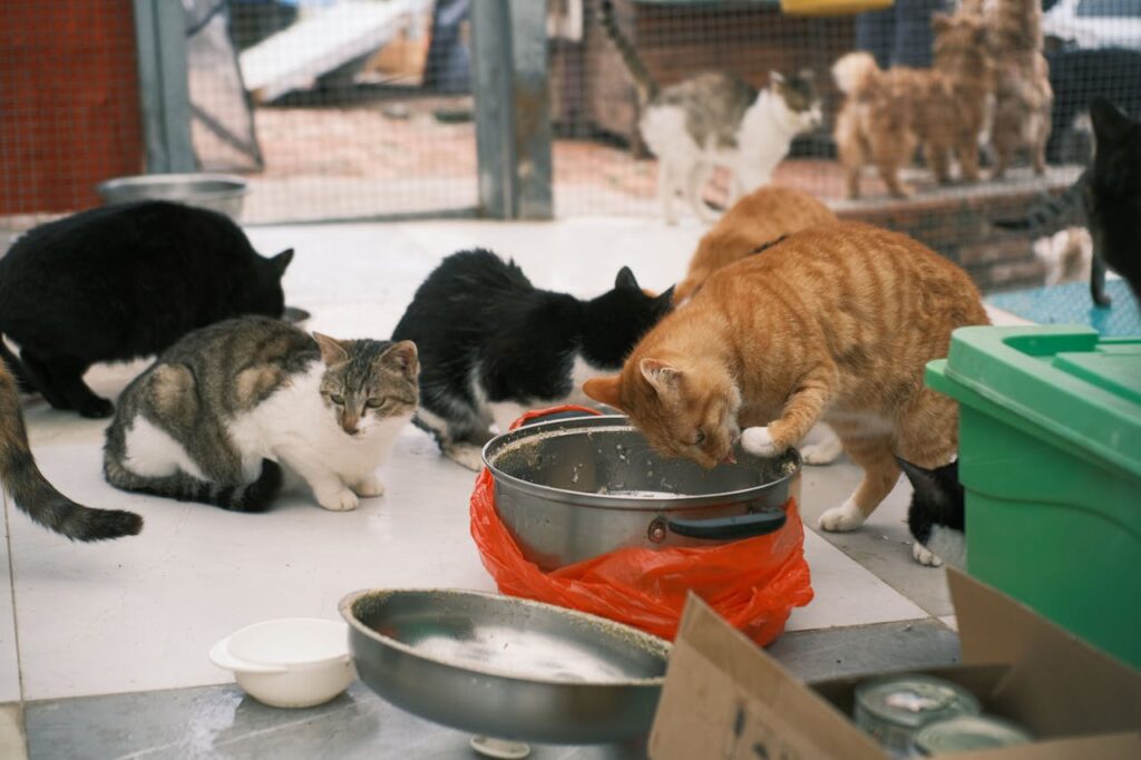Food for outdoor cats