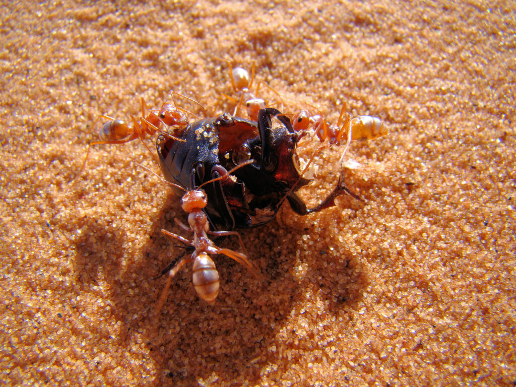 Saharan_silver_ants_capturing_beetle-2
