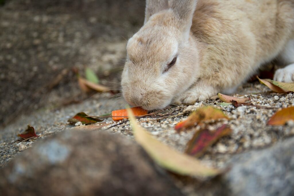 Rabbit Eating