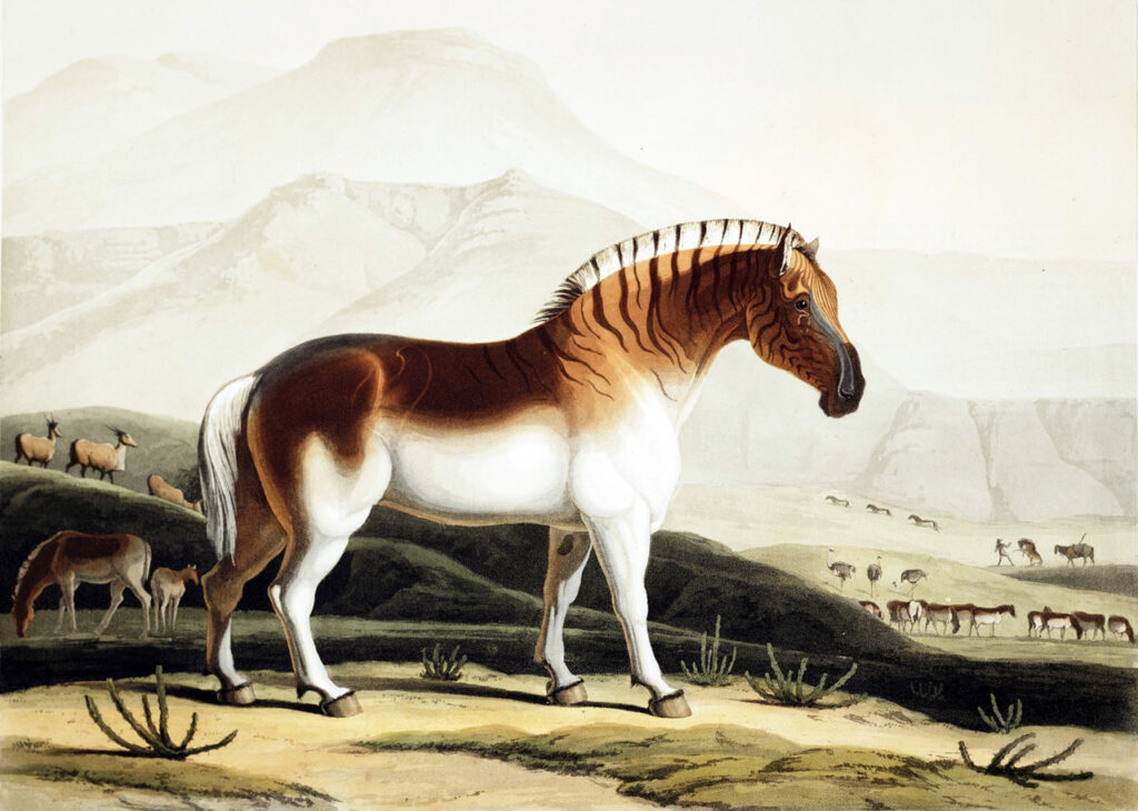 Quagga