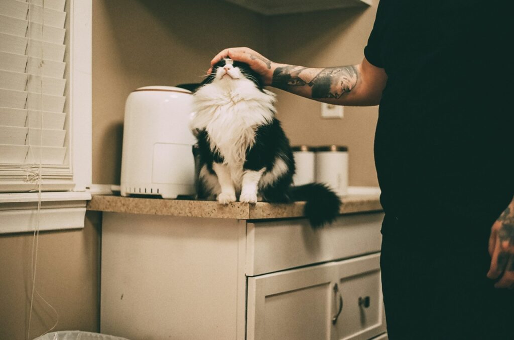 Cat with owner
