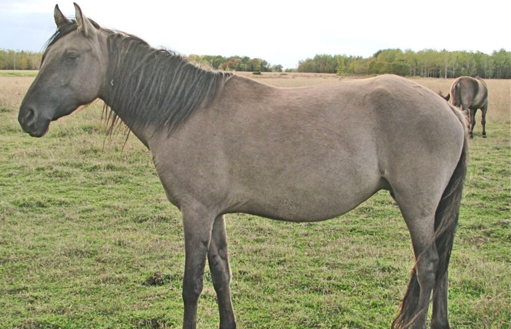 A Sorreia Horse