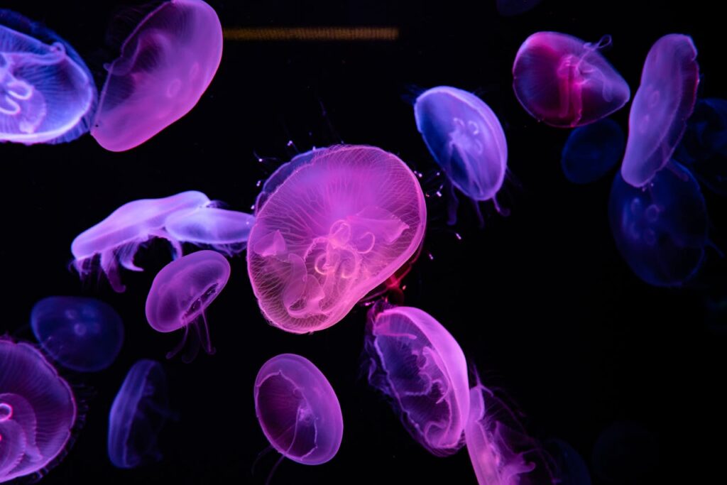 Jellyfish