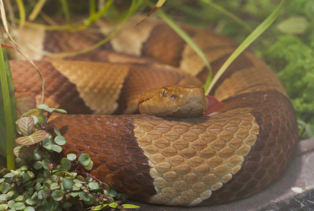 copperhead