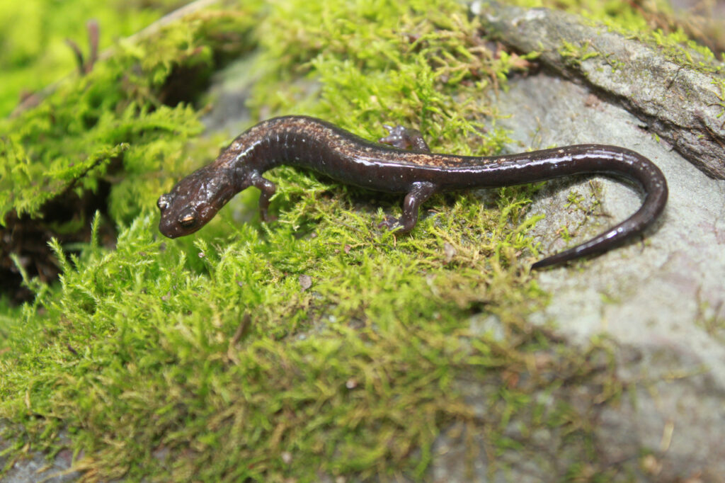 Shenandoah_salamander