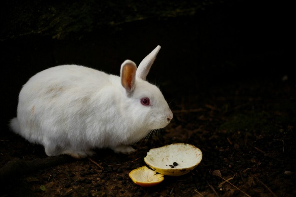 Rabbit Eating