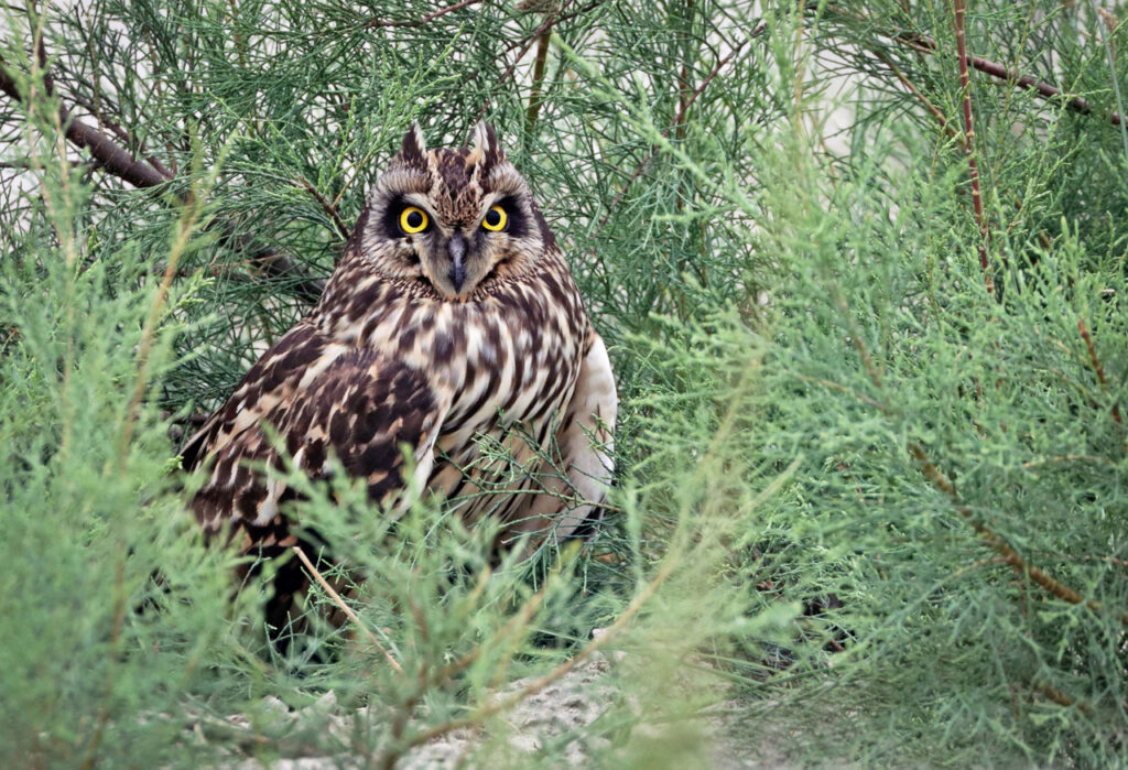 Short-eared_owl-Asio_flammeus-2