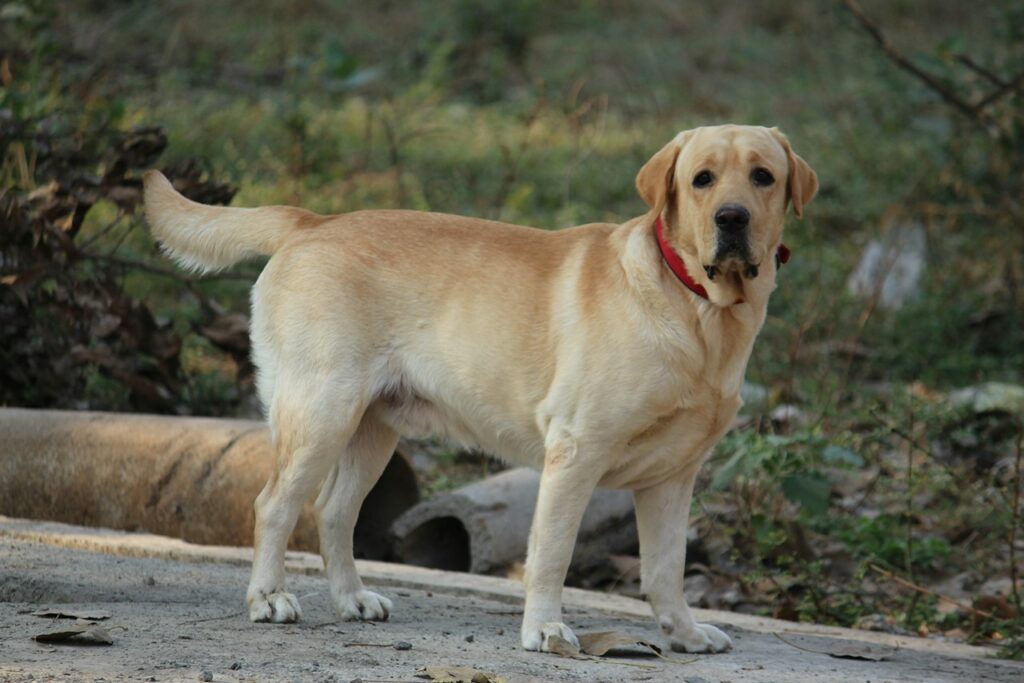 Labrador Retriever