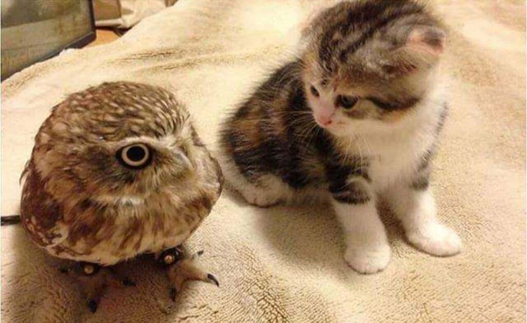  A kitten and an Owl