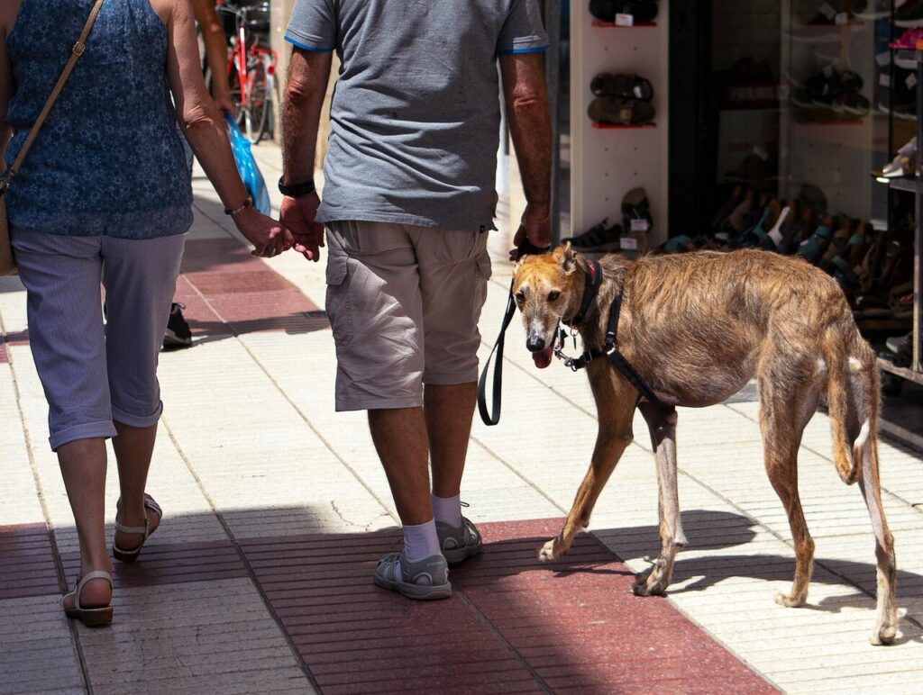 Spanish Greyhound