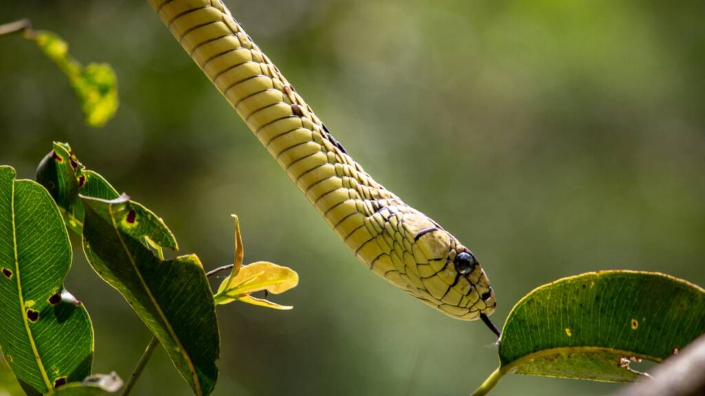 Harmless Chicken Snake