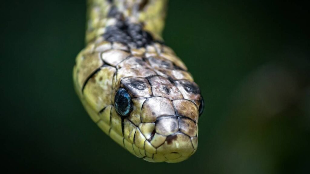Harmless Chicken Snake