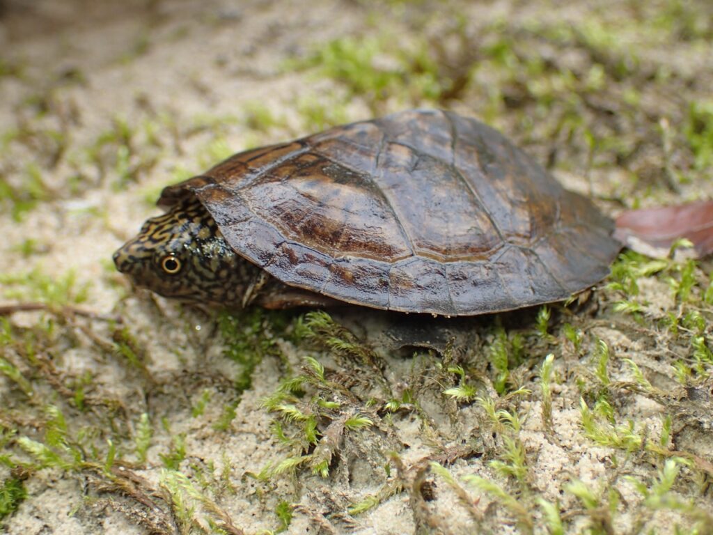 Flattened Musk Turtle