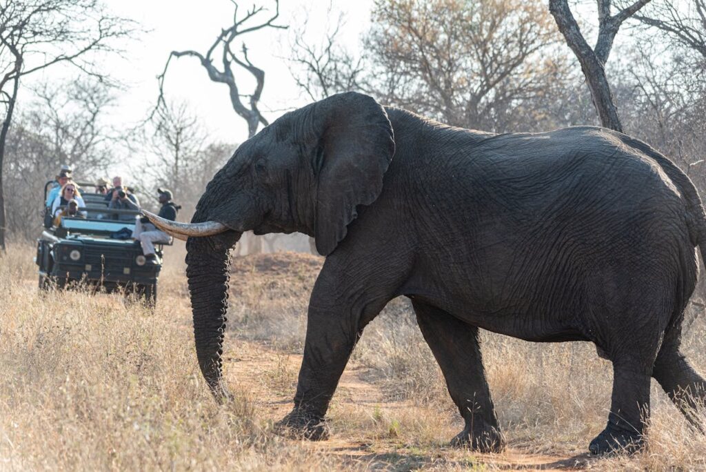 Elephant
