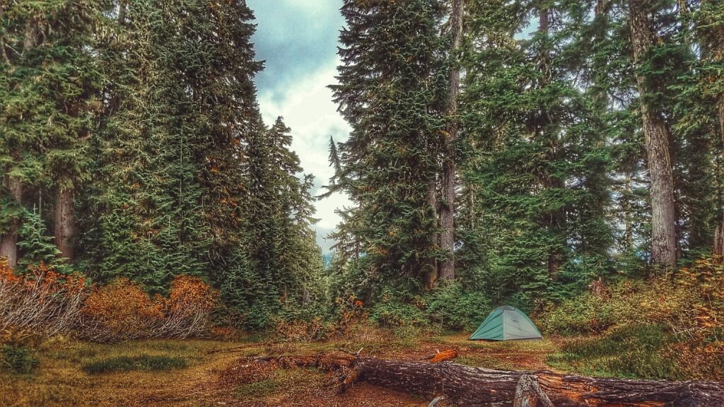 Forest retreat