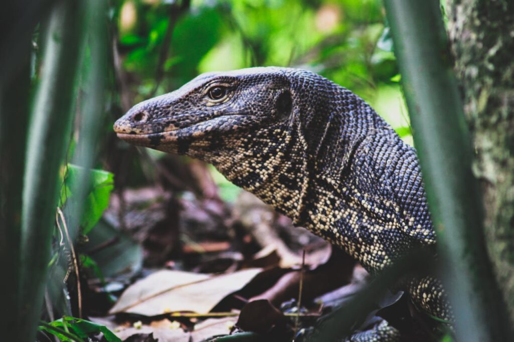 Monitor Lizard
