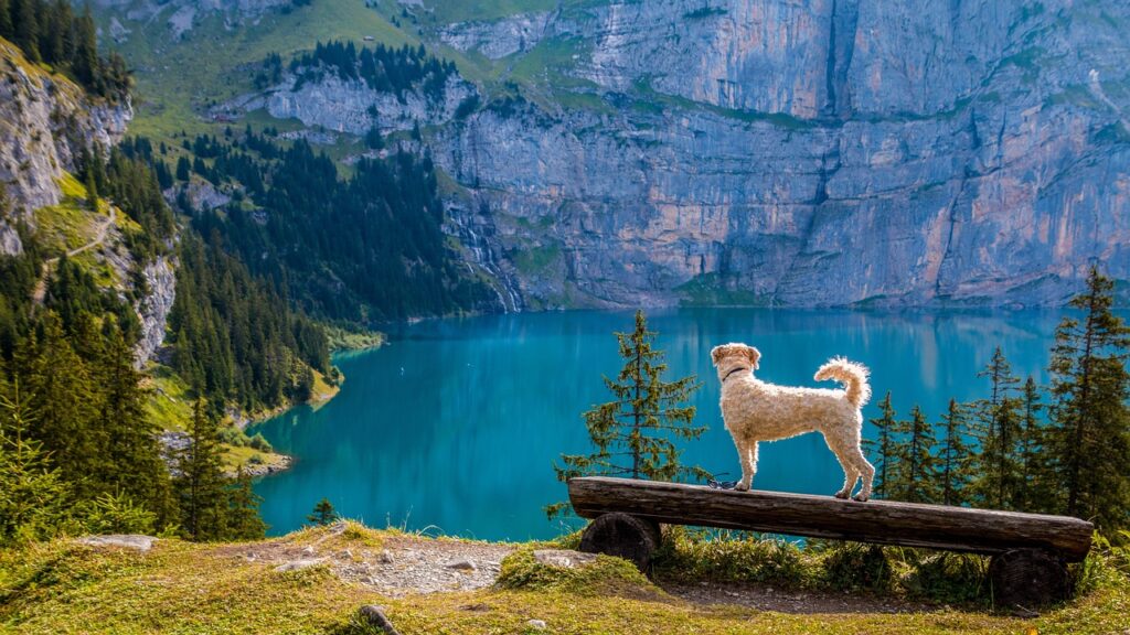 Dog at lake