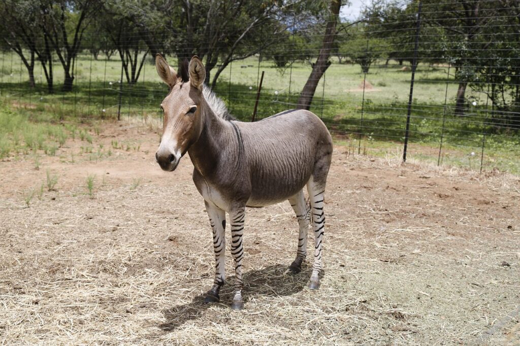 A Zonkey