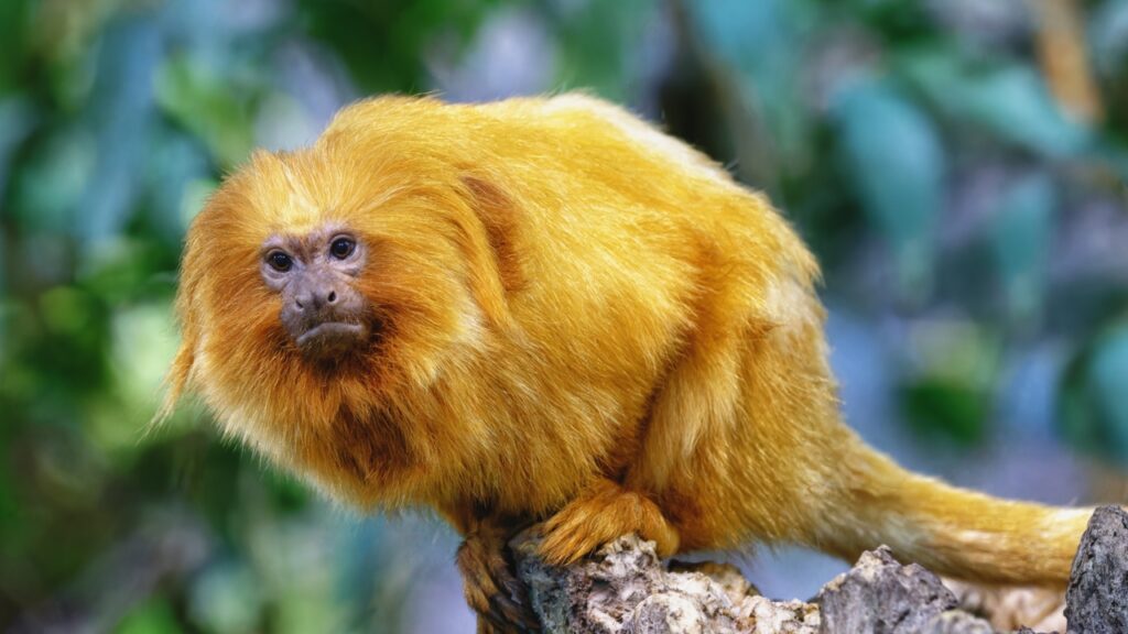 Tamarin-lion_(Biodome)-2
