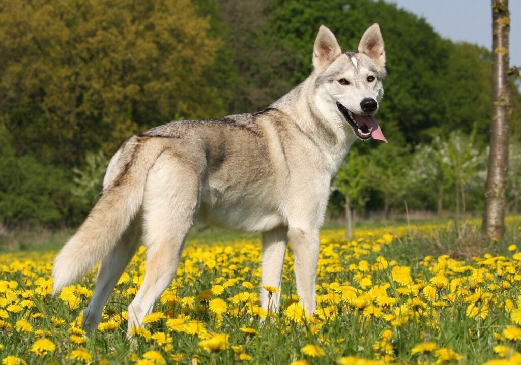 Tamaskan Dog