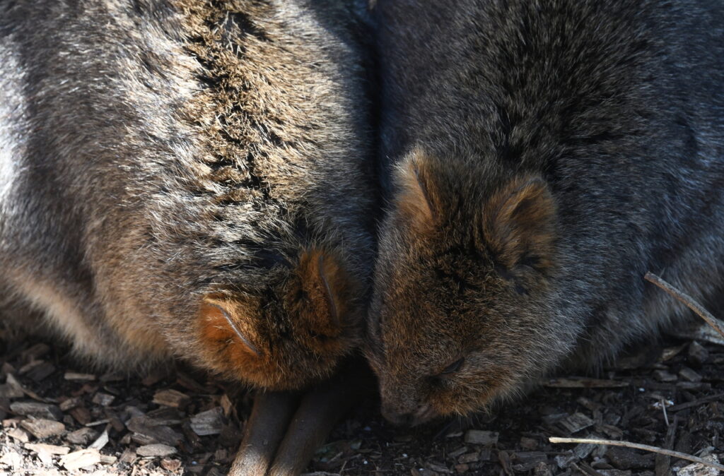 Taronga_Zoo_quoka_002-2
