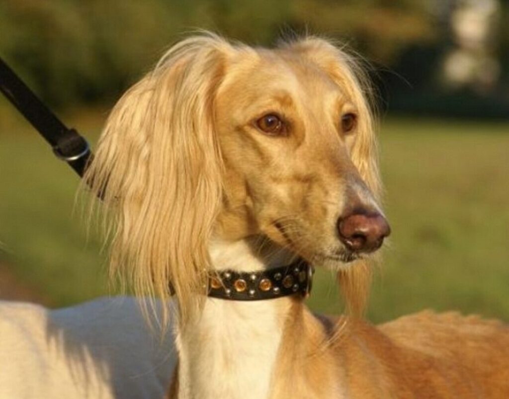 Tazy dog