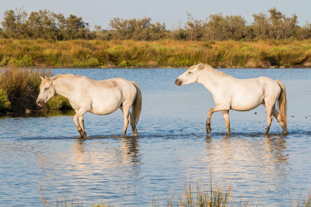 Camargue horse