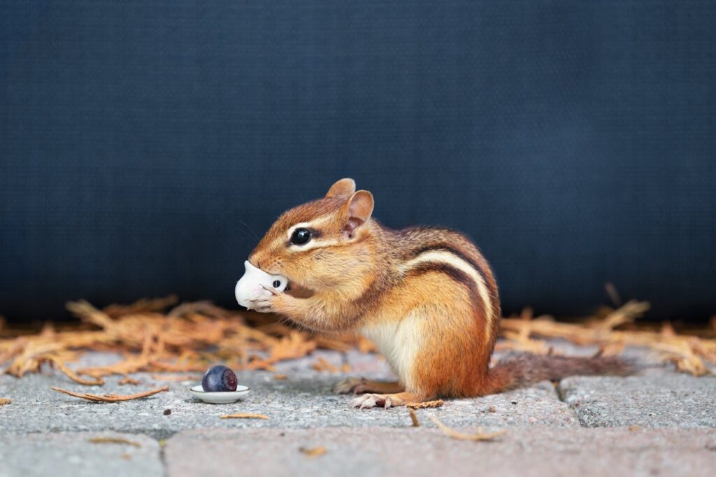 Chipmunk