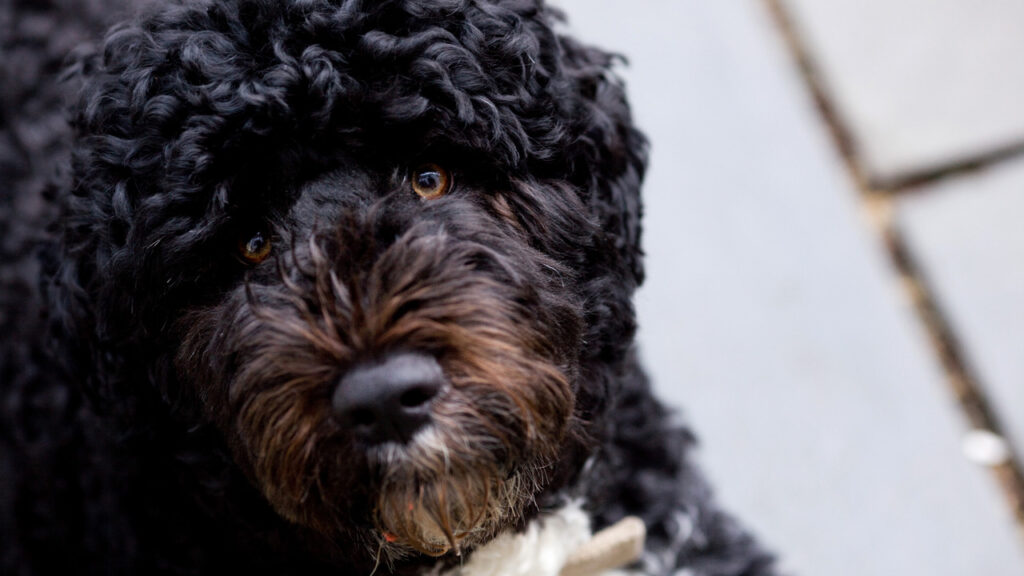 Closeup of Bo, Obama's dog