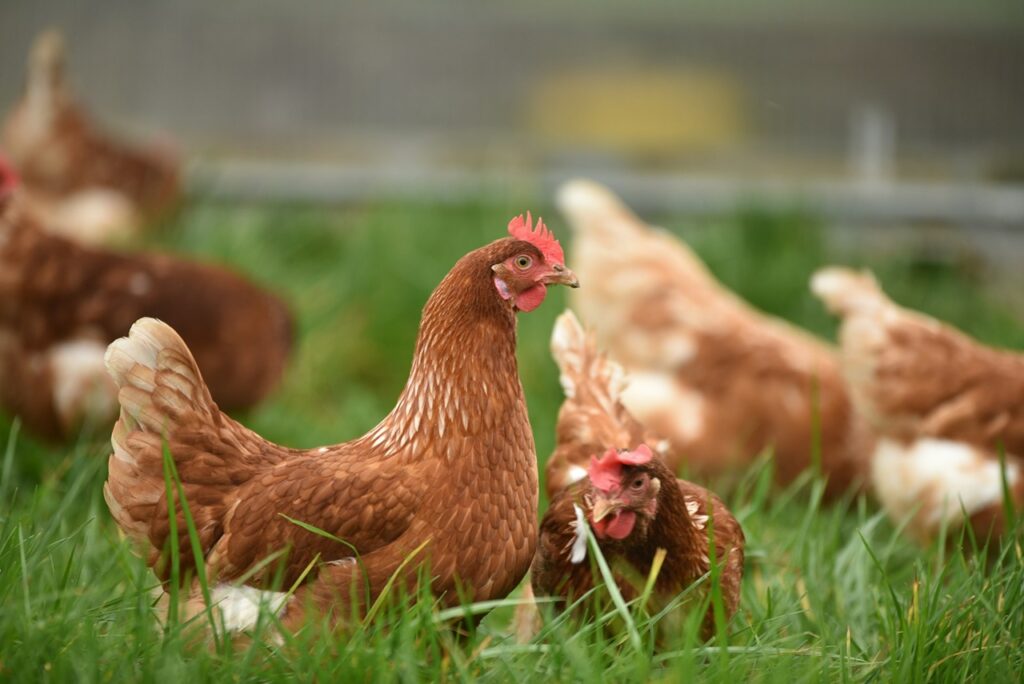 Chicken Flock