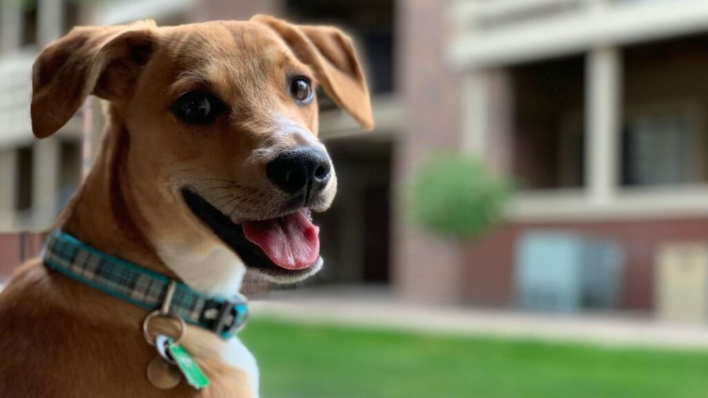 Happy Dog