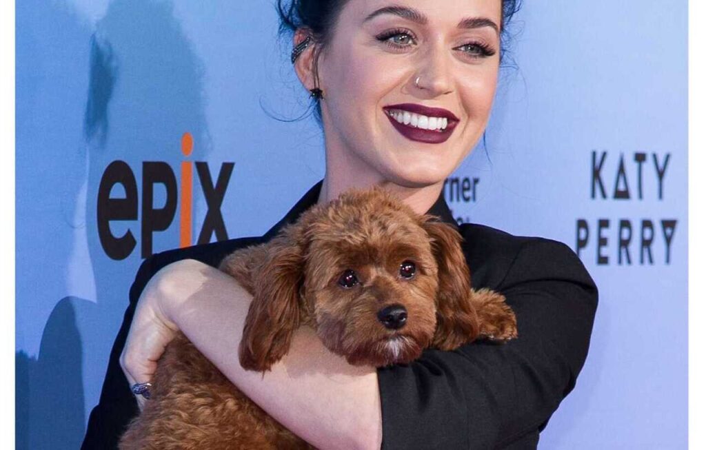 Katty Perry and her dog