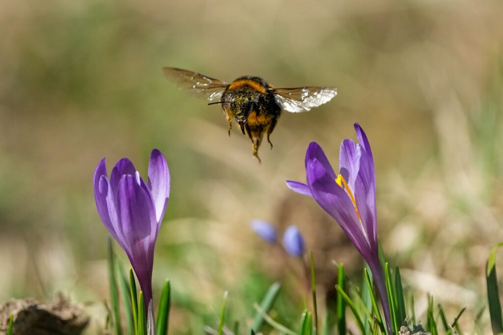 Bumblebee